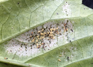 La plaga de trips se evidencia por las manchas blancas y plateadas en las hojas de las plantas del techo verde. 