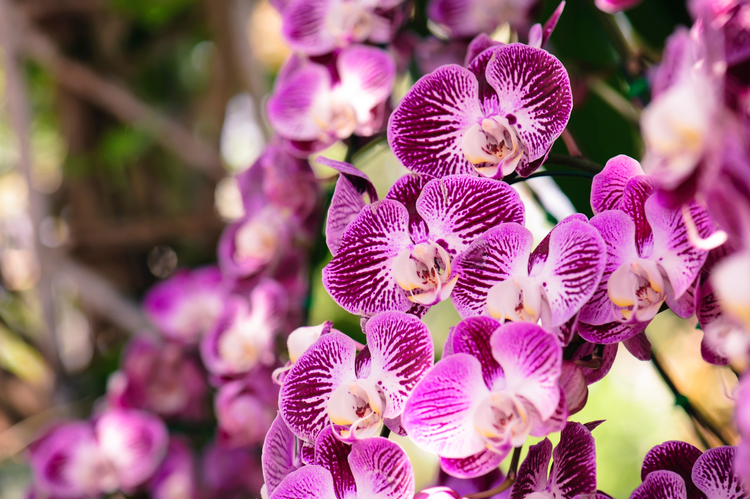 Orquídeas